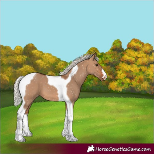 Horse Color:Silver Brown Dun Tobiano Appaloosa 