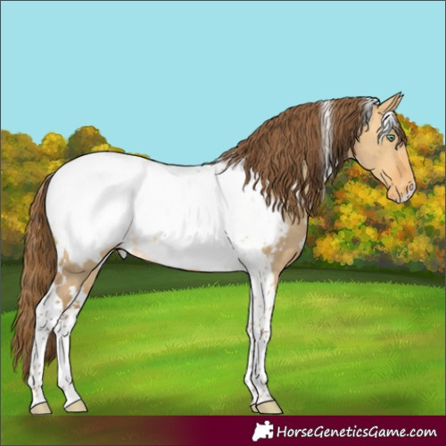 Horse Color:White Spotted Sable Cream Champagne Dun Tobiano Appaloosa Rabicano