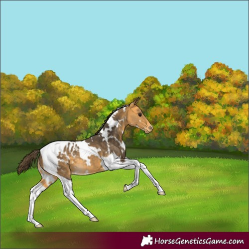 Horse Color:White Spotted Buckskin Tobiano Appaloosa