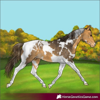 Horse Color:White Spotted Buckskin Tobiano Appaloosa 