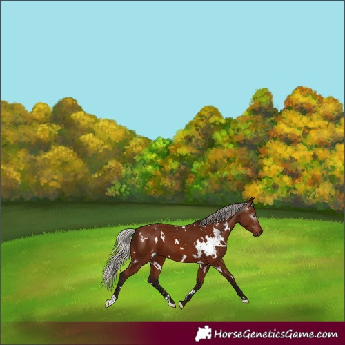 Horse Color:Gray White Spotted Silver Bay 
