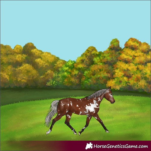 Horse Color:Gray White Spotted Silver Bay