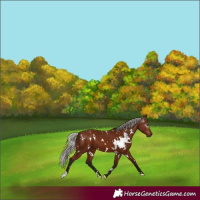 Horse Color:Gray White Spotted Silver Bay