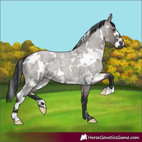 Horse Color:White Spotted Grullo Roan 