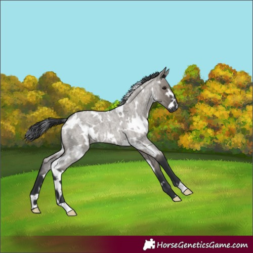 Horse Color:White Spotted Grullo Roan 