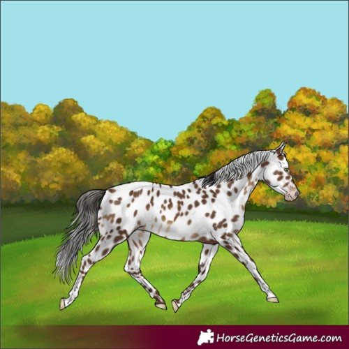 Horse Color:Gray Amber Champagne Appaloosa 
