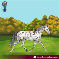 Horse Color:Gray Amber Champagne Leopard