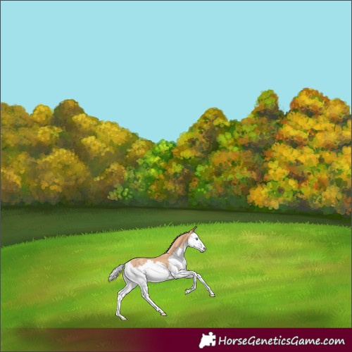 Horse Color:Silver Amber Champagne Splash Rabicano 
