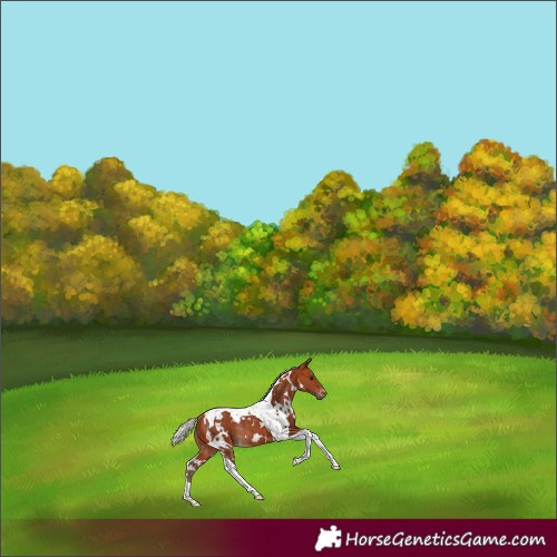 Horse Color:White Spotted Silver Bay Tobiano Rabicano 