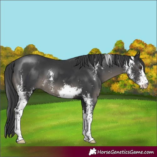 Horse Color:Black Sabino
