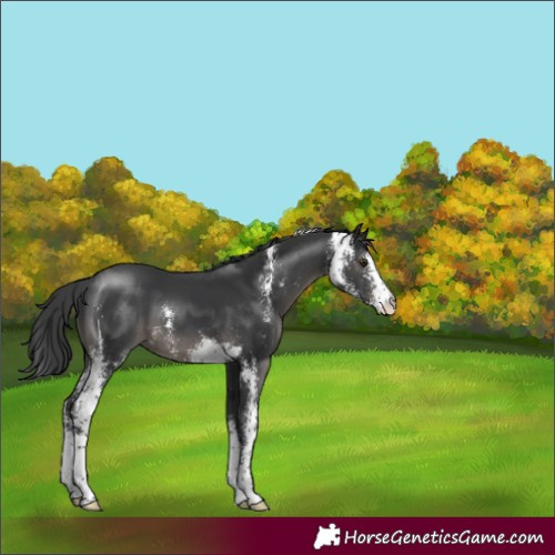 Horse Color:Black Sabino