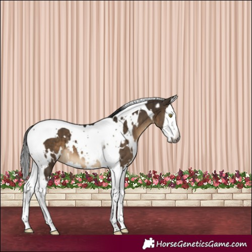 Horse Color:Gray White Spotted Brown Dun Splash Tobiano Brindle 