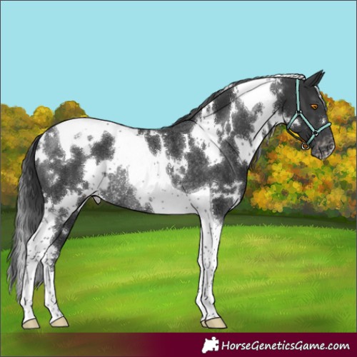 Horse Color:White Spotted Black Tobiano Appaloosa Rabicano 