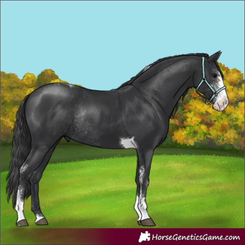 Horse Color:Black Sabino Tobiano Rabicano 