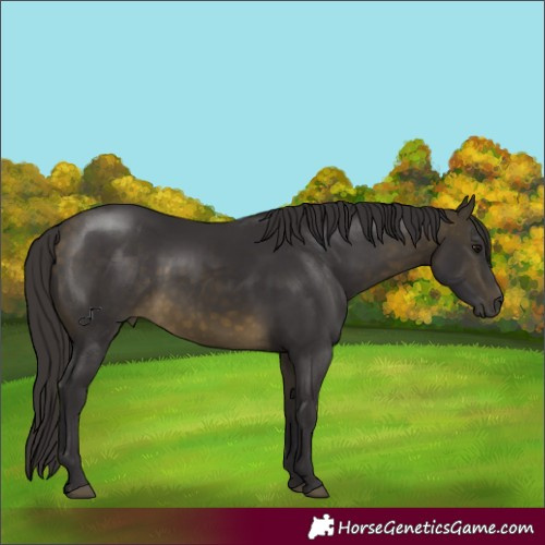 Horse Color:Buckskin Rabicano