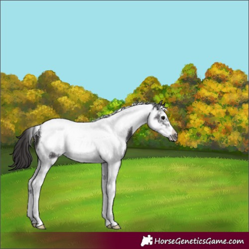 Horse Color:Smoky Black Sabino Tobiano Frame