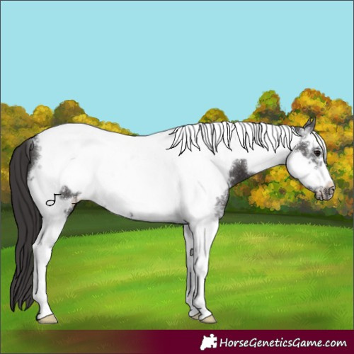 Horse Color:Smoky Black Sabino Tobiano Frame 