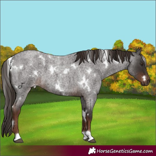Horse Color:White Spotted Liver Red Roan 