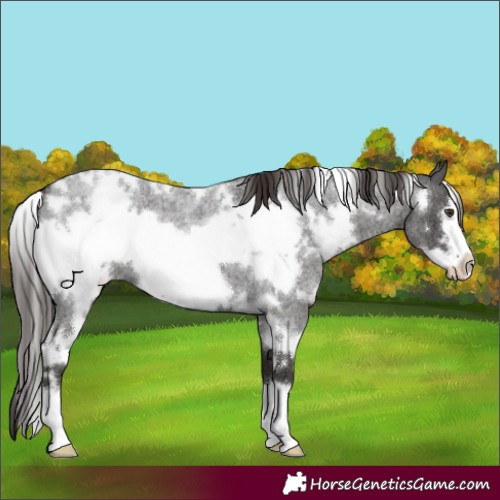 Horse Color:White Spotted Liver Red Roan Frame