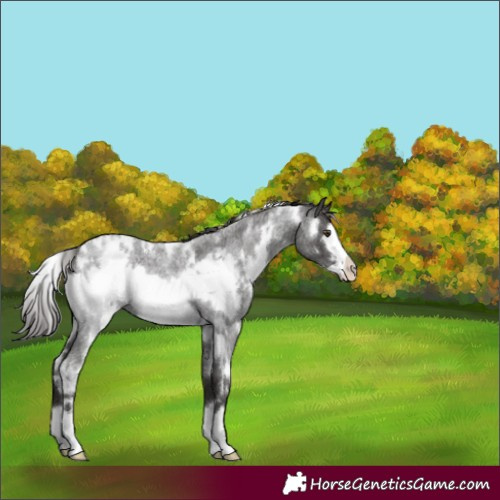 Horse Color:White Spotted Liver Red Roan Frame 