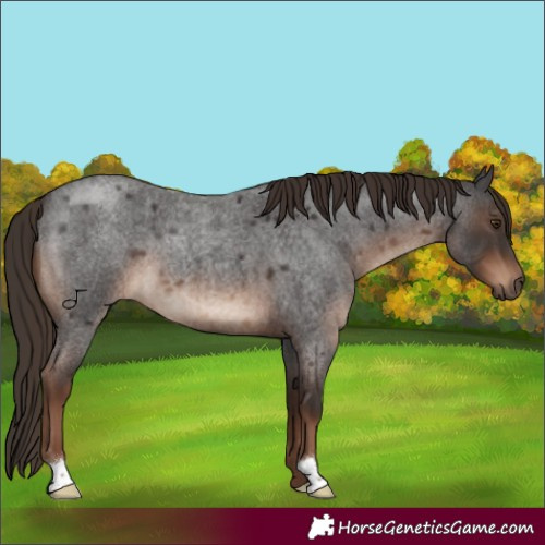 Horse Color:Liver Red Roan 
