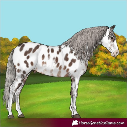 Horse Color:Silver Black Sabino Appaloosa Rabicano 