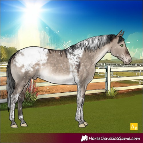 Horse Color:Brown Dun Mushroom Tobiano Appaloosa
