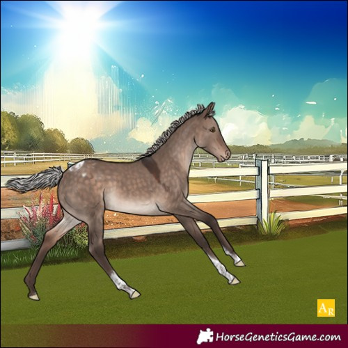 Horse Color:Silver Brown Dun Mushroom Tobiano Appaloosa 