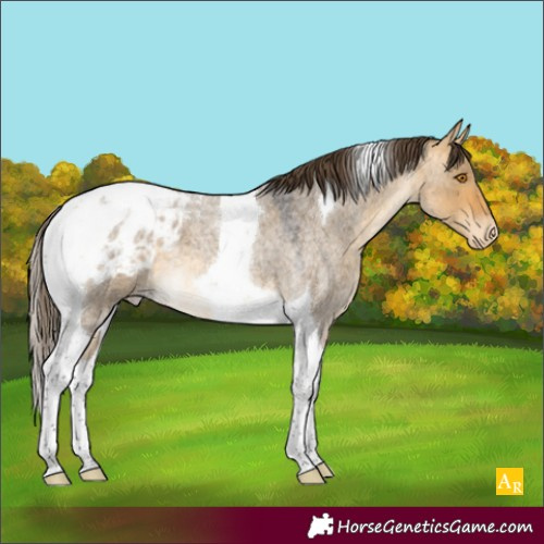 Horse Color:Buckskin Roan Dun Tobiano Appaloosa 