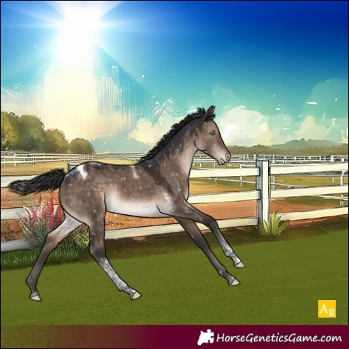 Horse Color:Brown Dun Mushroom Tobiano Appaloosa 