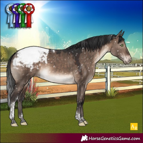 Horse Color:Brown Dun Mushroom Tobiano Appaloosa 