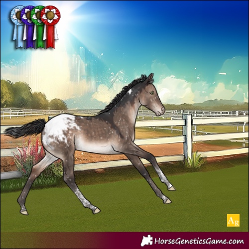 Horse Color:Brown Dun Mushroom Tobiano Appaloosa