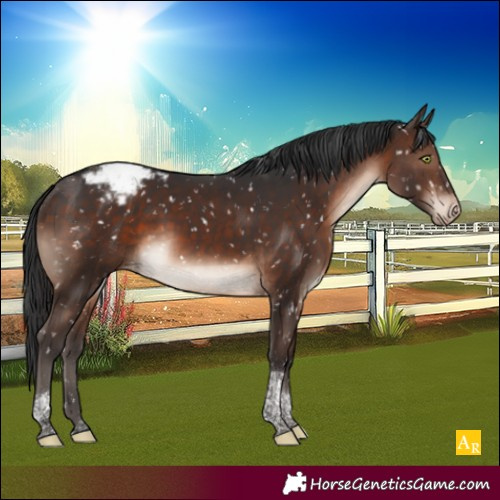Horse Color:Brown Mushroom Tobiano Appaloosa 