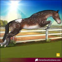 Horse Color:Brown Mushroom Tobiano Appaloosa
