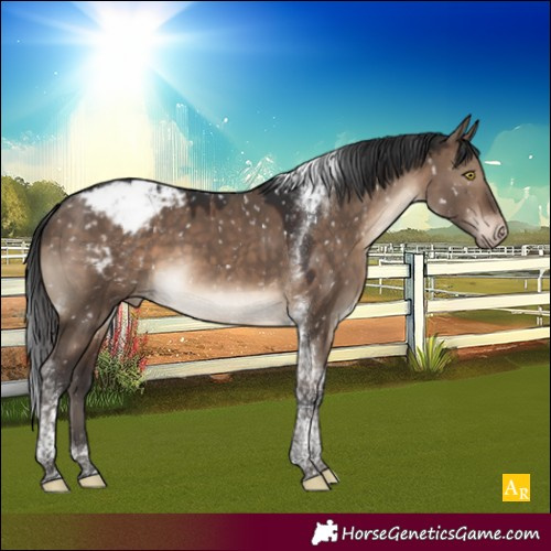 Horse Color:Brown Dun Tobiano Appaloosa 