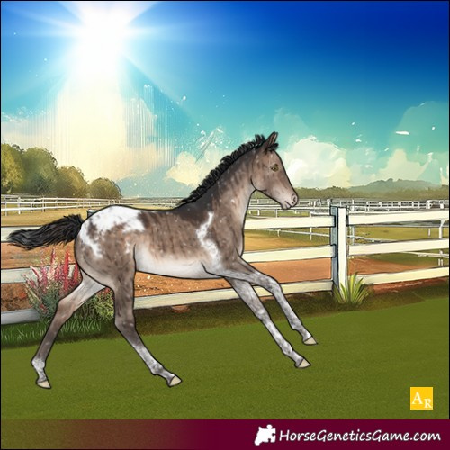 Horse Color:Brown Dun Tobiano Appaloosa Brindle 