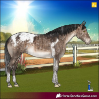 Horse Color:Brown Dun Tobiano Appaloosa Brindle