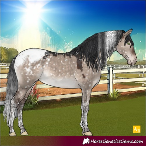 Horse Color:Brown Dun Mushroom Tobiano Appaloosa