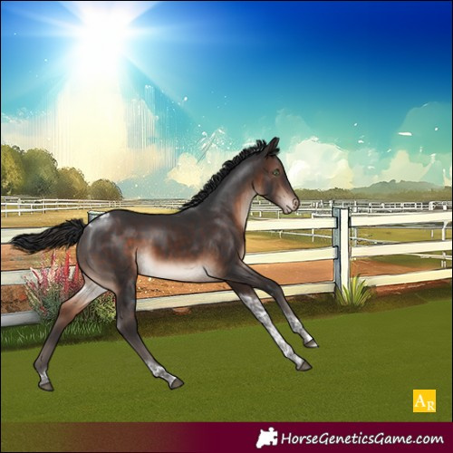 Horse Color:Brown Mushroom Tobiano Appaloosa 