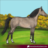 Horse Color:Brown Dun