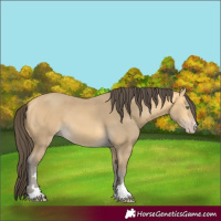 Horse Color:Amber Cream Champagne 