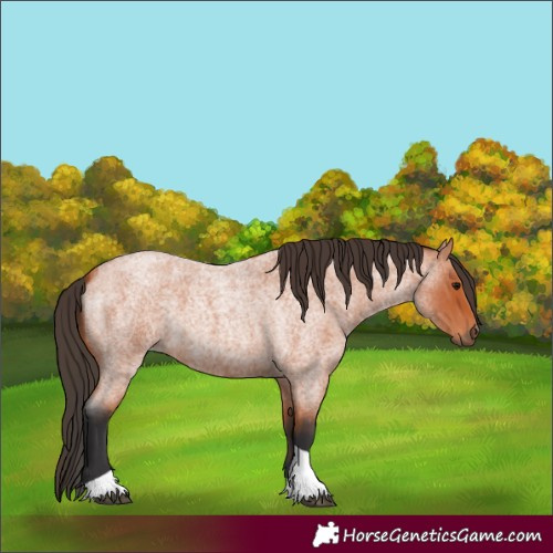 Horse Color:Bay Roan Tobiano 