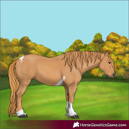 Horse Color:Chestnut Tobiano 