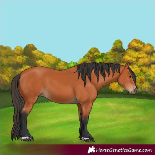 Horse Color:Bay 