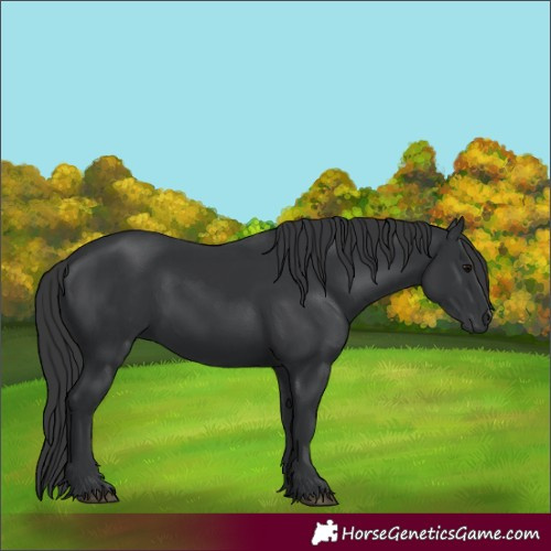 Horse Color:Black 