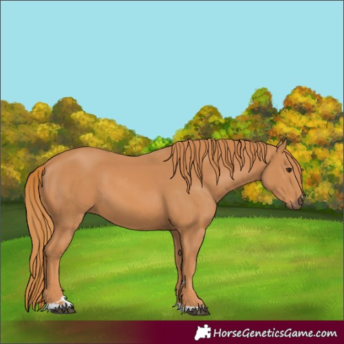 Horse Color:Chestnut 