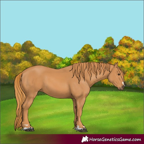Horse Color:Chestnut 