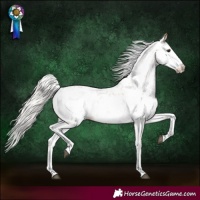 Horse Color:Silver Bay Dun Sabino Rabicano 