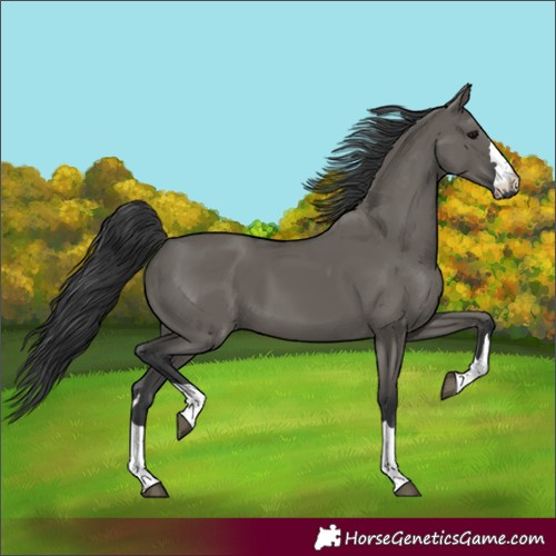 Horse Color:Unknown 