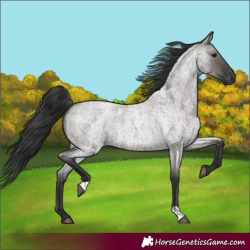 Horse Color:Grullo Roan 